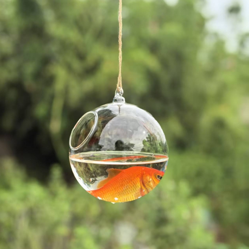 حوض سمك زجاجي شفاف بقطر تغليف  - مراجعة Aquarium & Marine Museum وسعره
